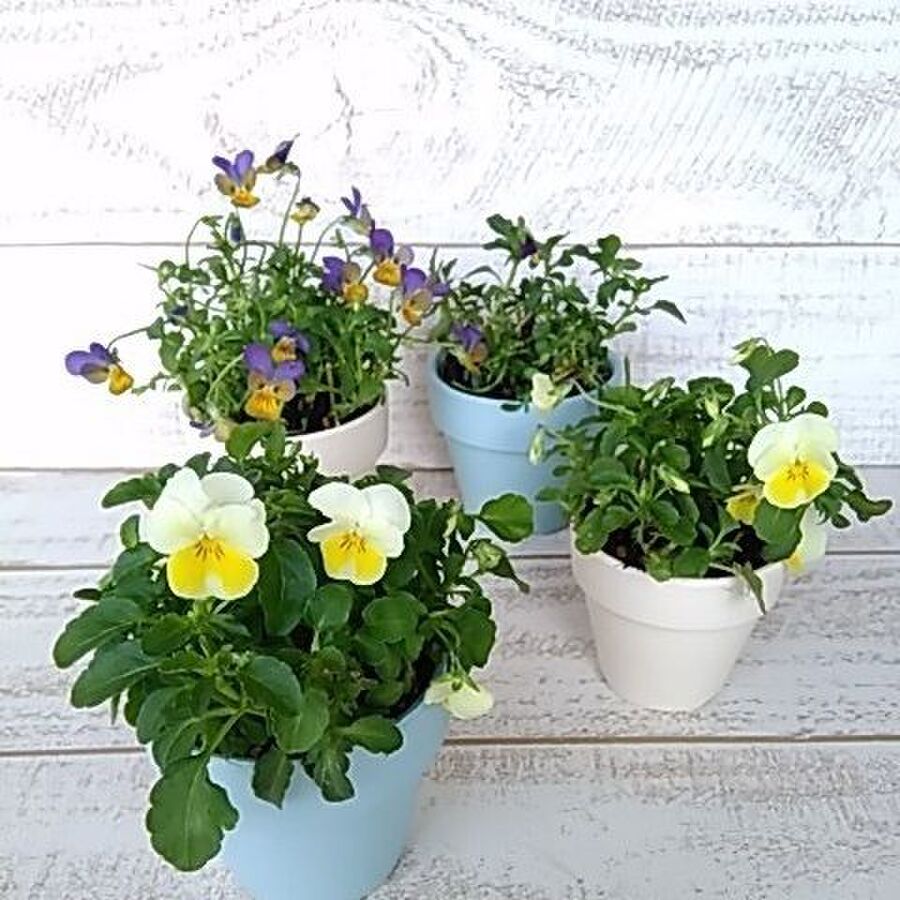 ビオラの夏越し 植え替え 切り戻し 暮らしニスタ ビオラの夏越し 植え替え 切り戻し 暮らしニスタ