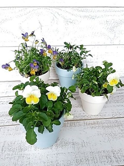 ビオラの夏越し 植え替え 切り戻し 暮らしニスタ ビオラの夏越し 植え替え 切り戻し 暮らしニスタ