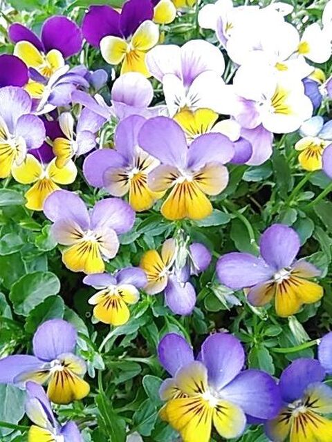 ビオラの夏越し 植え替え 切り戻し 暮らしニスタ