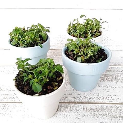 ビオラの夏越し 植え替え 切り戻し 暮らしニスタ ビオラの夏越し 植え替え 切り戻し 暮らしニスタ