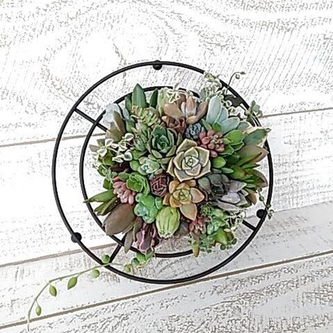 セリアの100均鍋敷きをベースに 多肉植物の寄せ植え タブロー を作ろう 暮らしニスタ セリアの100均鍋敷きをベースに 多肉植物の寄せ植え タブロー を作ろう 暮らしニスタ