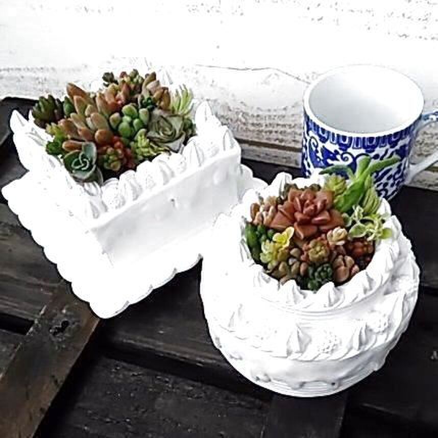 多肉植物のなんちゃってフード お寿司 丼 ケーキ 飯テロ寄せ植え 暮らしニスタ 多肉植物のなんちゃってフード お寿司 丼 ケーキ 飯テロ寄せ植え 暮らしニスタ