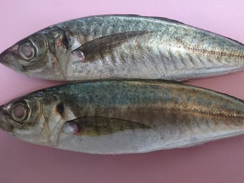 鯵のムニエル エメラルドソース 骨せんべいを添えて 暮らしニスタ 鯵のムニエル エメラルドソース 骨せんべいを添えて 暮らしニスタ