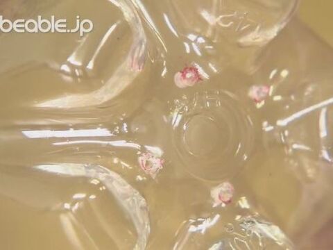 工作 ふわふわ動く ペットボトルで作るホバークラフト 暮らしニスタ 工作 ふわふわ動く ペットボトルで作るホバークラフト 暮らしニスタ