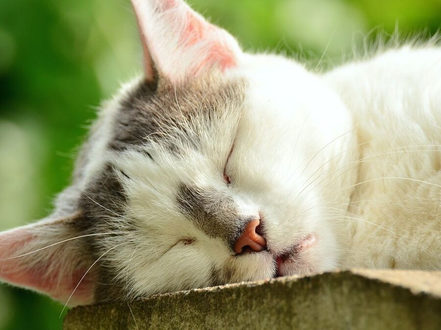 眠れない時は目をつぶって横になるだけでもいいって本当 暮らしニスタ
