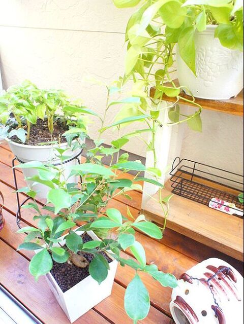 水に挿して置くだけ ポトスが驚くほど増える 笑 暮らしニスタ 水に挿して置くだけ ポトスが驚くほど増える 笑 暮らしニスタ