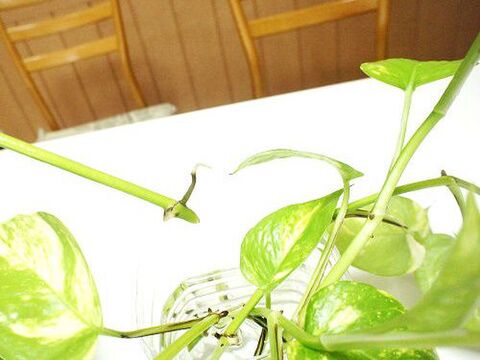 水に挿して置くだけ ポトスが驚くほど増える 笑 暮らしニスタ 水に挿して置くだけ ポトスが驚くほど増える 笑 暮らしニスタ
