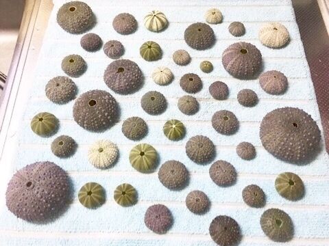 100均木箱で 夏の思い出 標本ディスプレイ 暮らしニスタ 100均木箱で 夏の思い出 標本ディスプレイ 暮らしニスタ