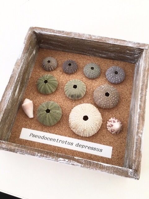 100均木箱で 夏の思い出 標本ディスプレイ 暮らしニスタ 100均木箱で 夏の思い出 標本ディスプレイ 暮らしニスタ