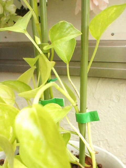 存在感バツグン ダイソーの園芸テープでポトスを立てる 暮らしニスタ 存在感バツグン ダイソーの園芸テープでポトスを立てる 暮らしニスタ