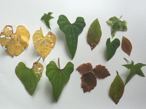 大人のプラ版 自然がお手本 枯葉のアクセサリー 暮らしニスタ 大人のプラ版 自然がお手本 枯葉のアクセサリー 暮らしニスタ