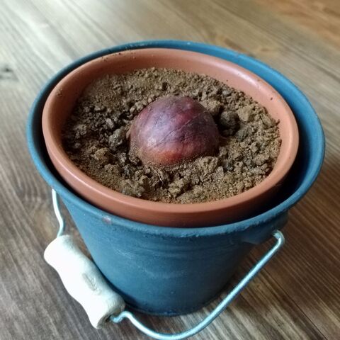 アボカドの種 植えてみました 暮らしニスタ アボカドの種 植えてみました 暮らしニスタ