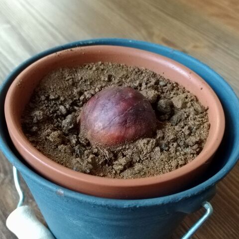 アボカドの種 植えてみました 暮らしニスタ アボカドの種 植えてみました 暮らしニスタ