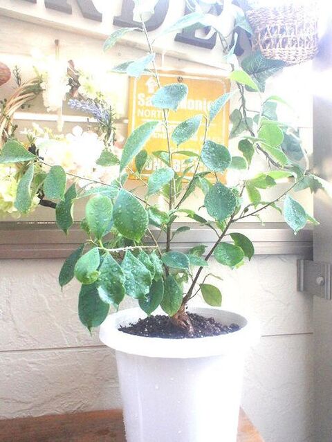 100均の植物は丈夫で繁殖力も旺盛 ダイソーのカジュマル 暮らしニスタ 100均の植物は丈夫で繁殖力も旺盛 ダイソーのカジュマル 暮らしニスタ