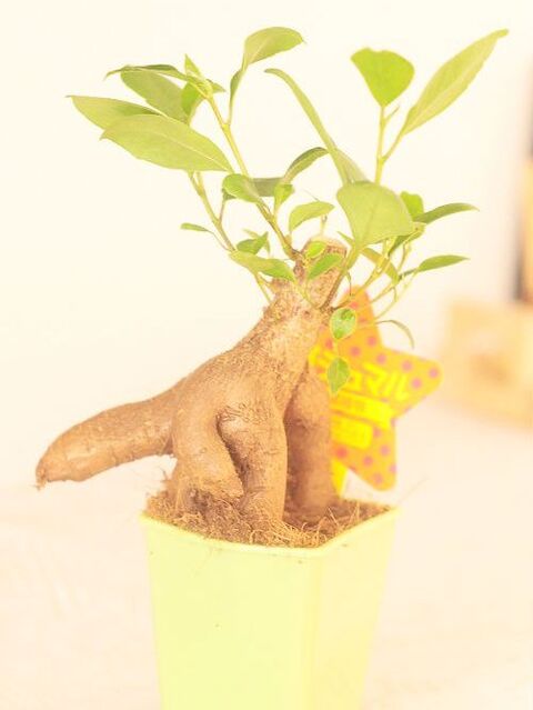 100均の植物は丈夫で繁殖力も旺盛 ダイソーのカジュマル 暮らしニスタ 100均の植物は丈夫で繁殖力も旺盛 ダイソーのカジュマル 暮らしニスタ