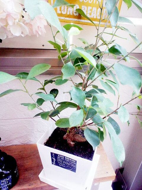 100均の植物は丈夫で繁殖力も旺盛 ダイソーのカジュマル 暮らしニスタ 100均の植物は丈夫で繁殖力も旺盛 ダイソーのカジュマル 暮らしニスタ