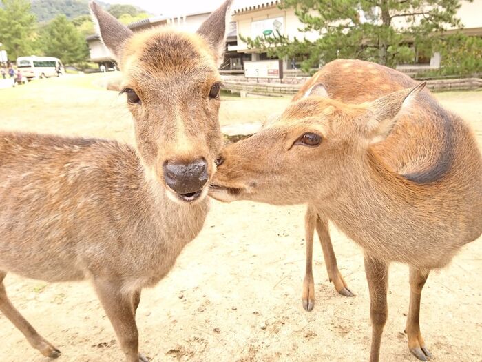 奈良公園で鹿に会う
