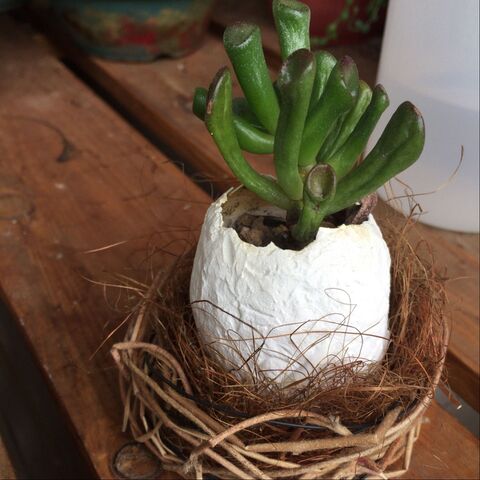 簡単 朝顔のツルで作る多肉植物の小さなおうち 暮らしニスタ