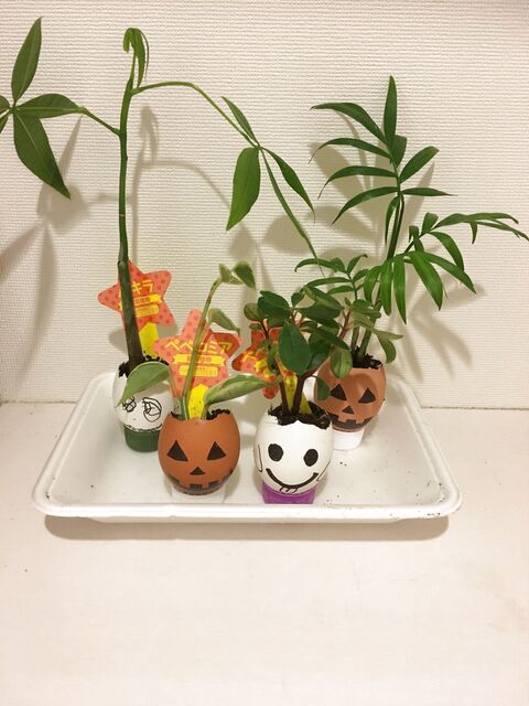 ハロウィン小物 卵の殻のミニ プランター 暮らしニスタ ハロウィン小物 卵の殻のミニ プランター 暮らしニスタ