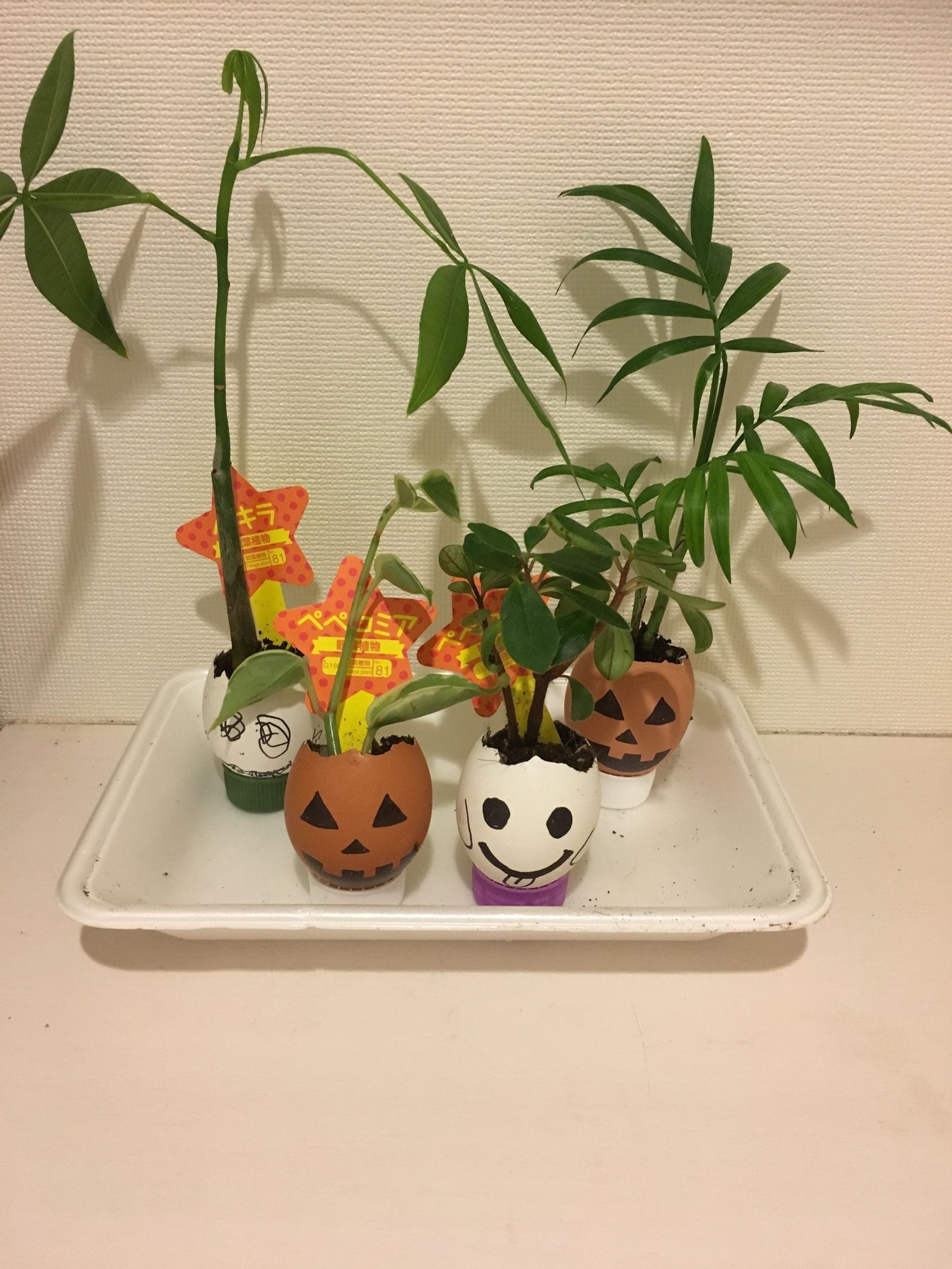 ハロウィン小物 卵の殻のミニ プランター 暮らしニスタ