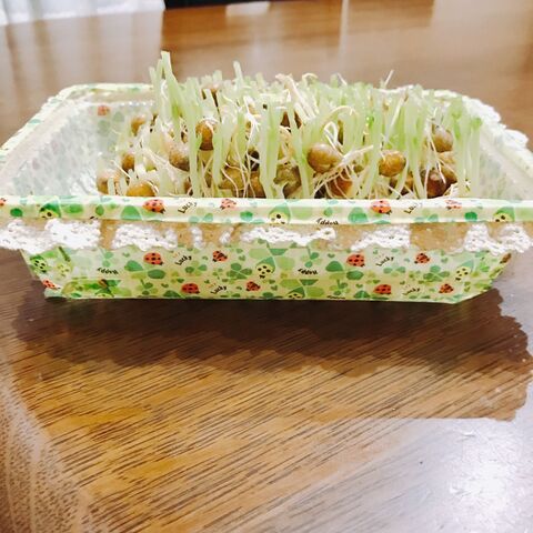 簡単プラ鉢で豆苗育て 暮らしニスタ 簡単プラ鉢で豆苗育て 暮らしニスタ