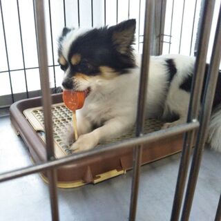 愛犬のご褒美はローソンで 国産で安心 108円で買えるワンちゃん用おやつ 暮らしニスタ