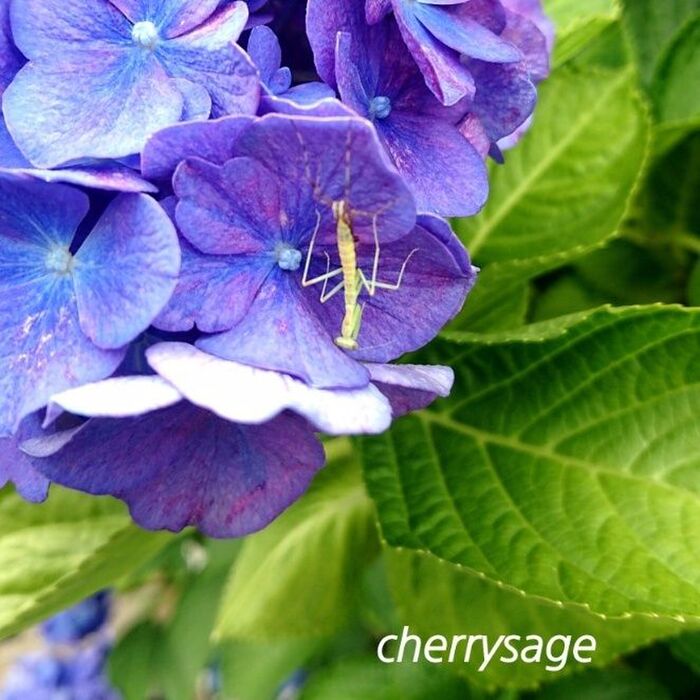 ■紫陽花とカマキリ