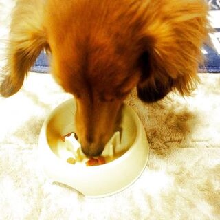 早食いはブタの素 キャンドゥの愛犬用 早食い防止皿 暮らしニスタ 早食いはブタの素 キャンドゥの愛犬用 早食い防止皿 暮らしニスタ