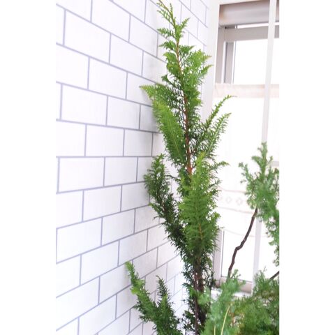 枝ものを使って簡単クリスマスツリー 暮らしニスタ 枝ものを使って簡単クリスマスツリー 暮らしニスタ