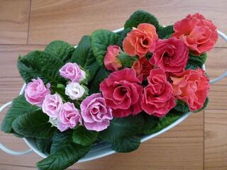 華やかなバラ咲き プリムラジュリアン 暮らしニスタ 華やかなバラ咲き プリムラジュリアン 暮らしニスタ