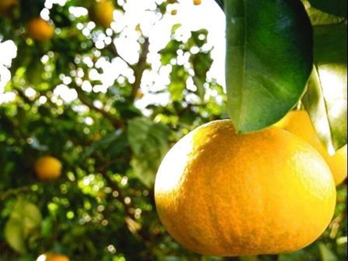 大きな大きな柑橘類「ぼんたん」。美容効果も大きいって本当？