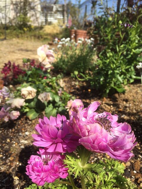 簡単にできる石畳と花壇 庭づくり 暮らしニスタ 簡単にできる石畳と花壇 庭づくり 暮らしニスタ