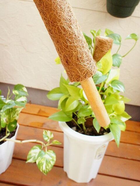 存在感抜群 ココスティックで立てても垂らしてもオシャレなポトス 暮らしニスタ