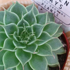 Sachichi