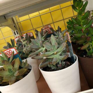 Daiso多肉に新展開 暮らしニスタ Daiso多肉に新展開 暮らしニスタ