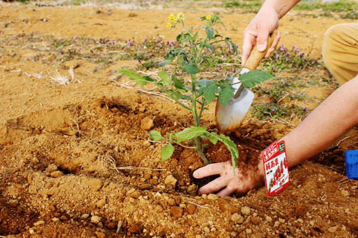 まるでフルーツ サントリーが本気で作ったトマト 純あま をとことん楽しむ方法 暮らしニスタ まるでフルーツ サントリーが本気で作ったトマト 純あま をとことん楽しむ方法 暮らしニスタ