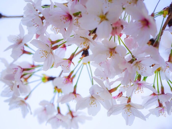 あっという間に散るけれど桜は幸せの花