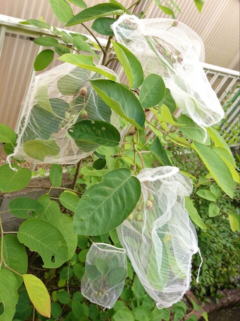 ダイソー水切りネットの別の使い方 ベリーを鳥から守る 今年こそ収穫 暮らしニスタ ダイソー水切りネットの別の使い方 ベリーを鳥から守る 今年こそ収穫 暮らしニスタ