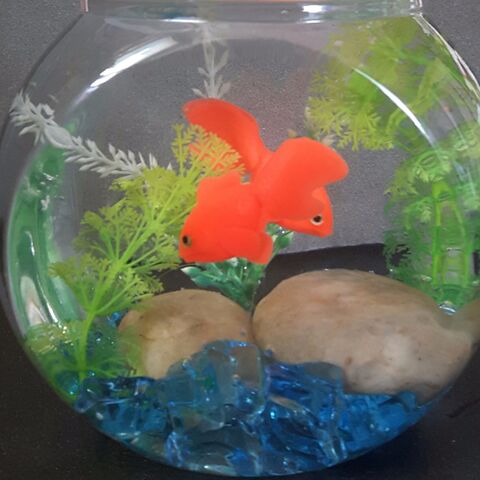 暑い日には 可愛い金魚が癒されます 暮らしニスタ 暑い日には 可愛い金魚が癒されます 暮らしニスタ