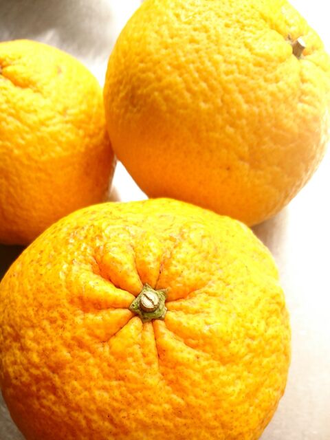 食べた後も立派な食材 夏みかんピール作りました 暮らしニスタ 食べた後も立派な食材 夏みかんピール作りました 暮らしニスタ