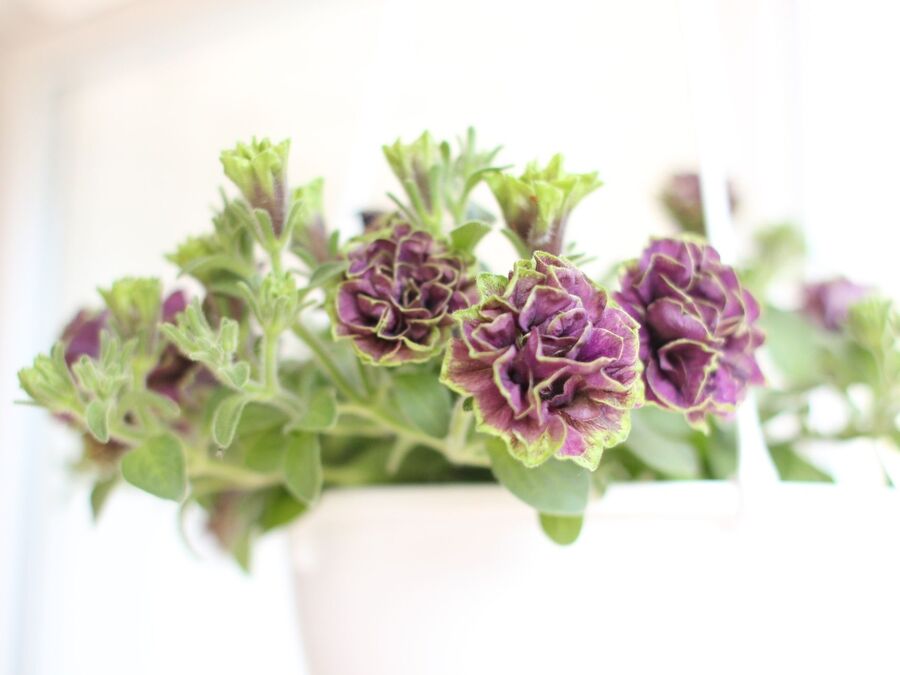 ハンギングポットで楽しむペチュニア 暮らしニスタ ハンギングポットで楽しむペチュニア 暮らしニスタ