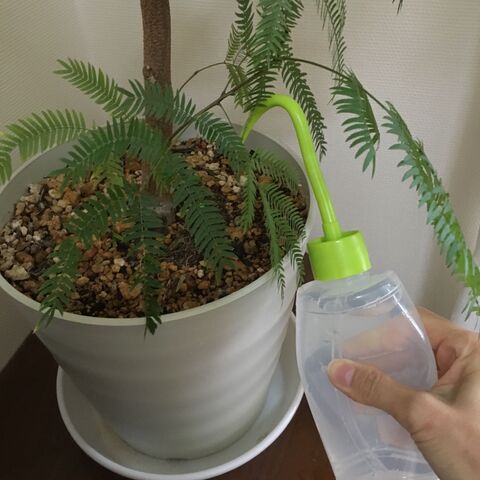 観葉植物の受け皿の水を吸う事もできる水挿し 暮らしニスタ 観葉植物の受け皿の水を吸う事もできる水挿し 暮らしニスタ