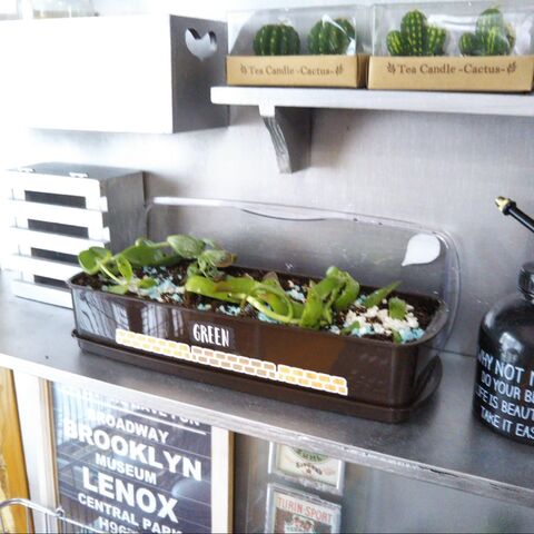 ダイソーお箸ケースの意外な使い方 ミニプランターに早代わり 暮らしニスタ