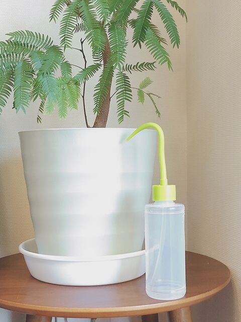 観葉植物の受け皿の水を吸う事もできる水挿し 暮らしニスタ 観葉植物の受け皿の水を吸う事もできる水挿し 暮らしニスタ