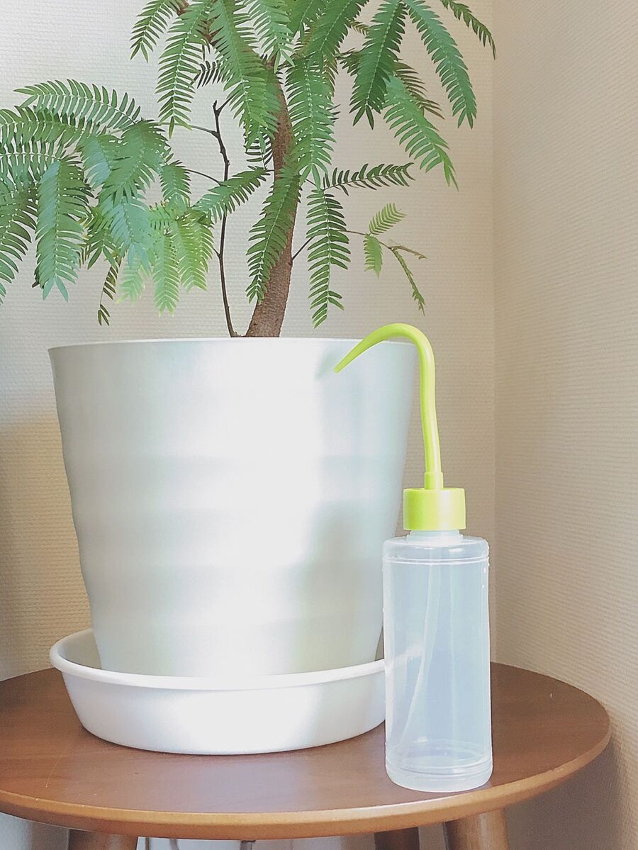 観葉植物の受け皿の水を吸う事もできる水挿し 暮らしニスタ 観葉植物の受け皿の水を吸う事もできる水挿し 暮らしニスタ