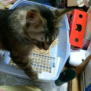 猫のトイレ掃除がダイソー 土入れ で 楽ちん 便利 暮らしニスタ 猫のトイレ掃除がダイソー 土入れ で 楽ちん 便利 暮らしニスタ