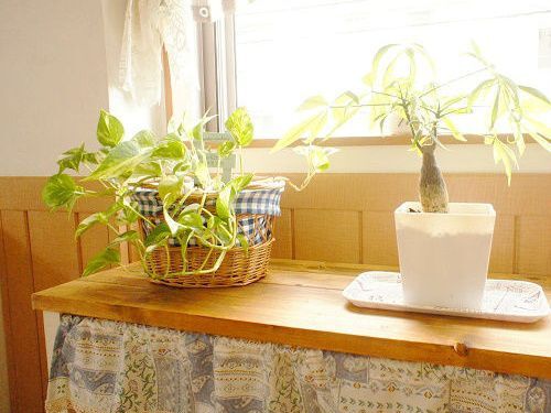 観葉植物で涼しく？？