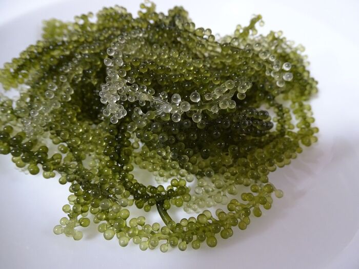 Green　caviar　ほんま、宝石みたいな輝き