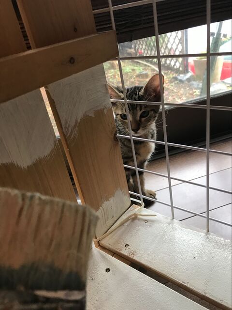 スノコで猫小屋diy 暮らしニスタ