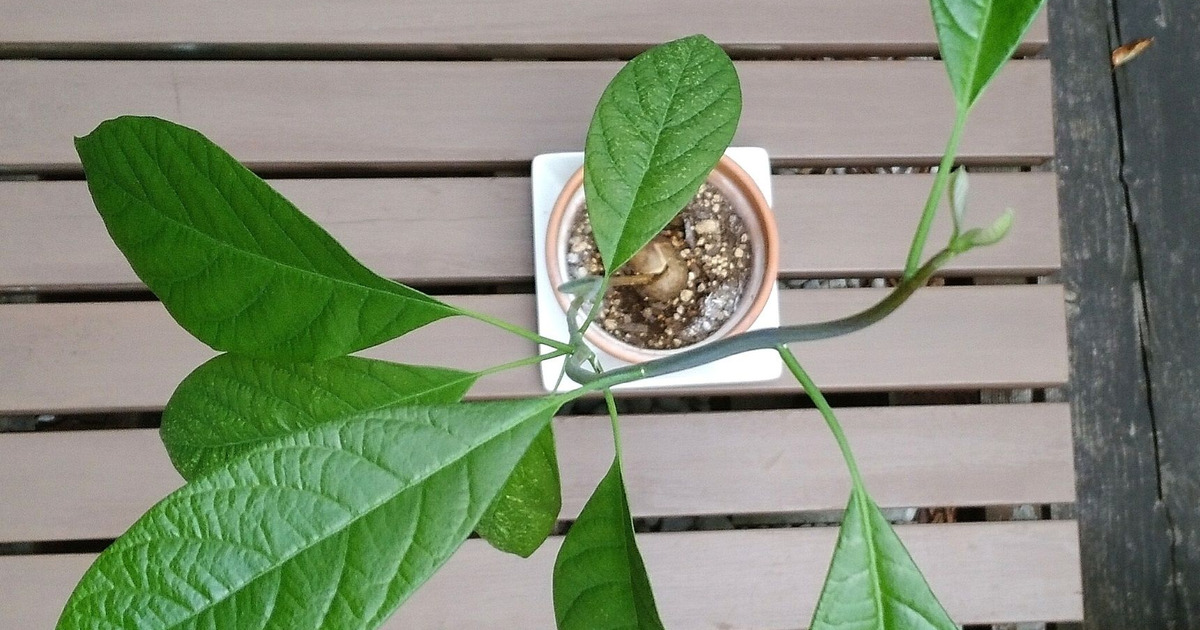 アボカドの種 植えてみました ２ 暮らしニスタ